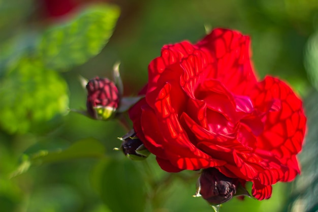 Blumen von roten Rosen im Gartenhintergrund