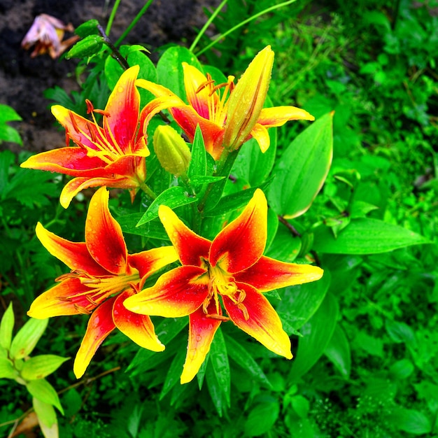 Blumen von roten und gelben Lilien mit Tropfen im Garten auf den Blumenbeeten. Tigerfarbe, Feuer.