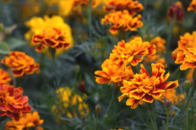 Blumen von Tagetes patula Nahaufnahme. Französische Ringelblume in voller Blüte. Blumenhintergrund