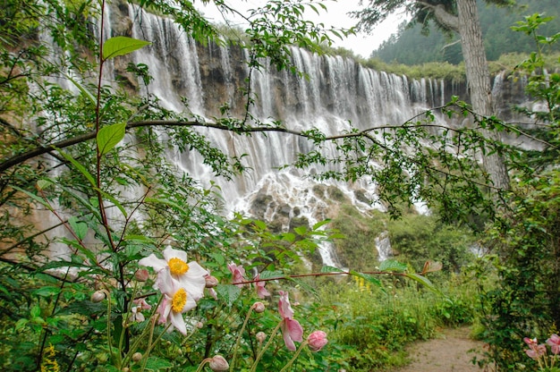 Blumen vor dem Nuorilang-Wasserfall im Jiuzhaigou-Park