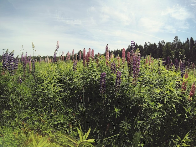 Blumen wachsen auf dem Feld gegen einen bewölkten Himmel