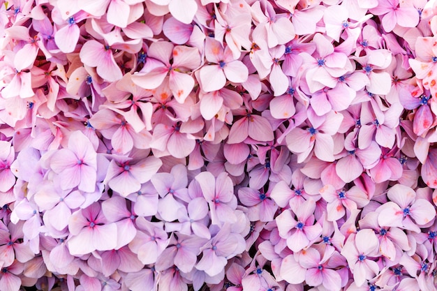 Blumen wachsen im Garten, Nahaufnahme. Schöne natürliche Tapete von Blühender Busch mit Hortensie