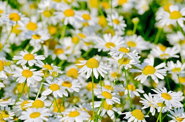 Blumen weiße medizinische Feldkamille auf einer Wiese