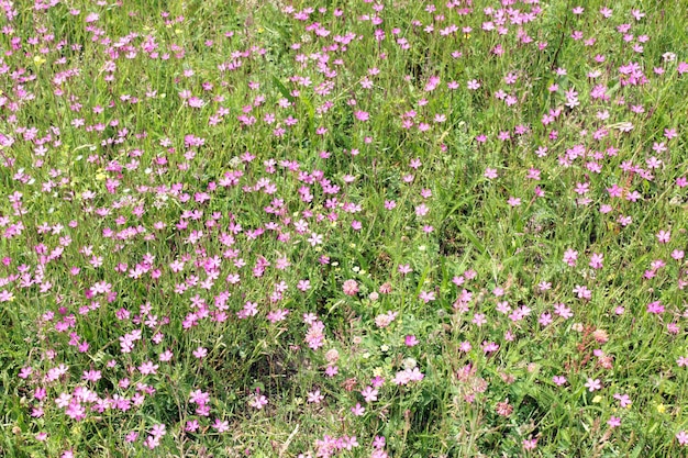 Blumen wilder rosa Nelken auf dem Feld