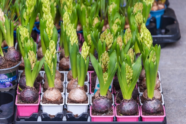 Blumen zum Verkauf auf dem Blumenmarkt. Knollige mehrjährige Blumen für den Garten.