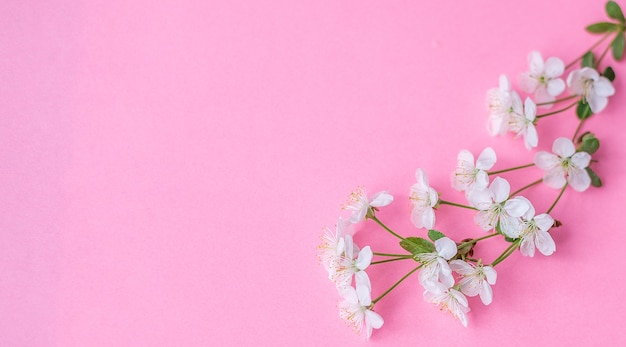 Blumen Zusammensetzung. Apfelbaumblumen auf einem pastellrosa Hintergrund