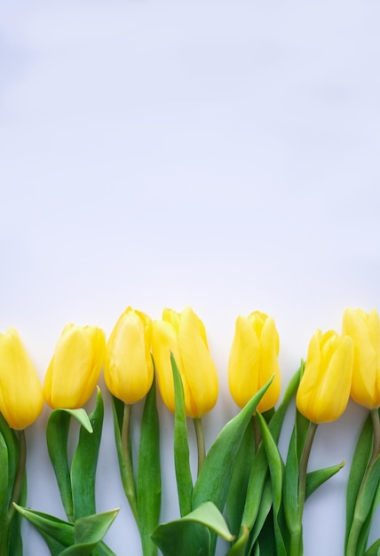 Blumen-Zusammensetzung Gelbe Tulpenblumen auf weißem Hintergrund Frühlings-Sommer-Konzept