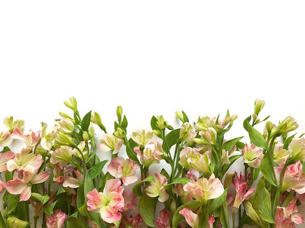 Blumen Zusammensetzung. Rahmen aus rosa Blumen Alstroemeria auf weißem Hintergrund. Hochzeitstag, Muttertag und Frauentag-Konzept. Flache Lage, Ansicht von oben.