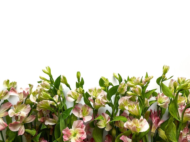 Blumen Zusammensetzung. Rahmen aus rosa Blumen Alstroemeria auf weißem Hintergrund. Hochzeitstag, Muttertag und Frauentagkonzept. Flache Lage, Ansicht von oben.