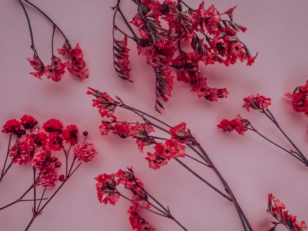 Blumen Zusammensetzung. Rote Blumen auf rotem Grund. Frühling, Sommerkonzept. Flach legen, Platz kopieren.