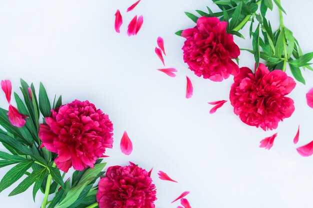 Blumen Zusammensetzung. Rote Pfingstrosenblumen auf weißem Hintergrund. Flache Lage, Draufsicht. Sommerkonzept.