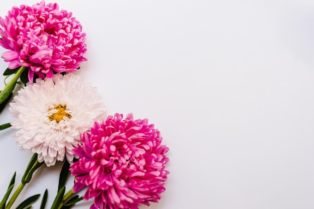 Blumen-Zusammensetzung Violette und violette Blüten auf weißem Hintergrund Frühlings-Ostern-Konzept Zarte blühende Blätter des Sommers und blühende Blumen Pastell und weicher Blumenstrauß Blumenkarte