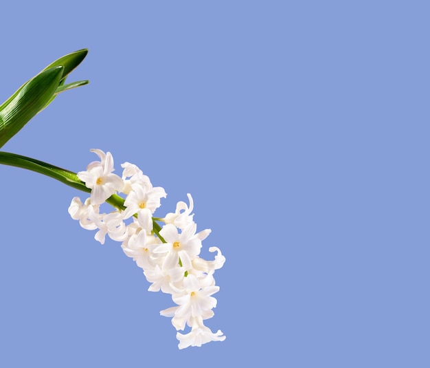 Blumen Zusammensetzung Weiße Hyazinthe auf blauem Hintergrund Konzept Frühling Postkarte Grußkarte Hochzeit Geburtstag Muttertag Internationaler Frauentag Flach lag Kopie Raum vertikal