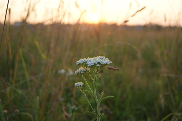 Blumen