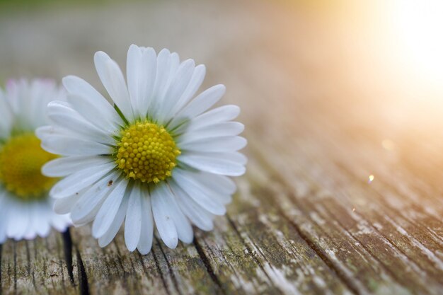 Blumenanlage des weißen Gänseblümchens im Sommer in der Natur