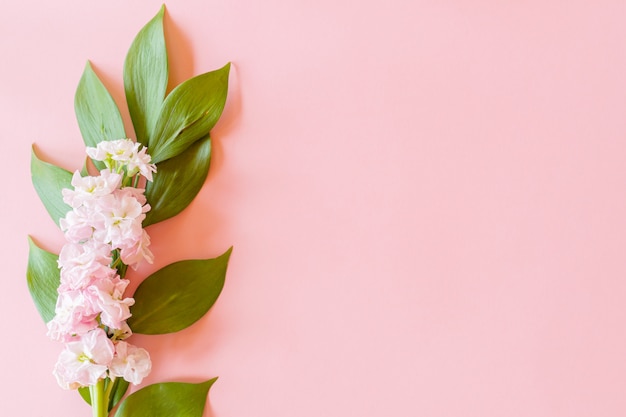 Blumenarrangement auf Fuscuszweig und Matthiola-Blume auf rosa Papierhintergrund