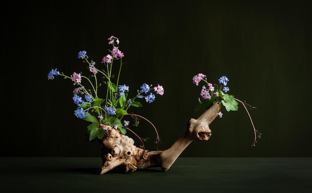 Blumenarrangement aus blauen und rosa Vergissmeinnichtblumen auf einem Treibholz Myosotis