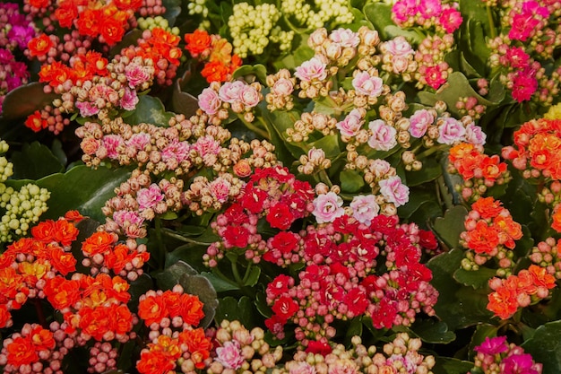 Blumenarrangement, Blumenstrauß, Hintergrund