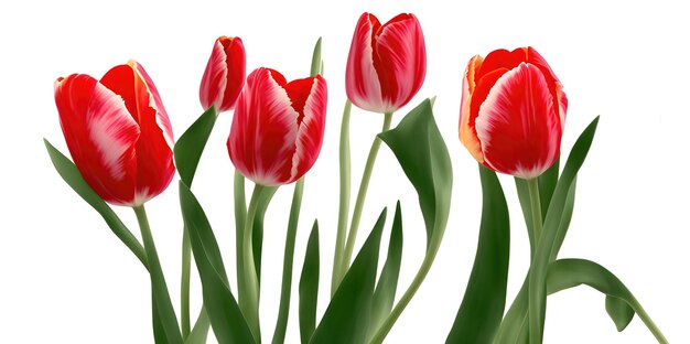 Blumenarrangement mit wunderschönen Tulpen auf weißem Hintergrund Generative KI