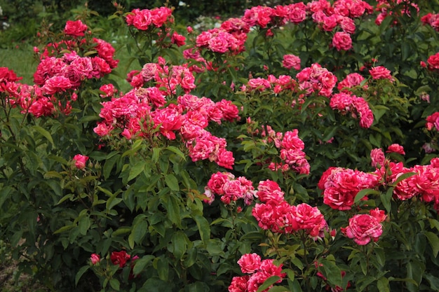 Blumenbeet aus bunten scharlachroten Rosen in der Computertapete des botanischen Gartens