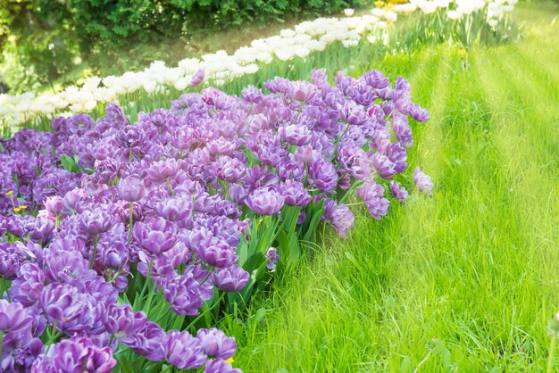 Blumenbeet aus lila Blumentulpen im grünen Park