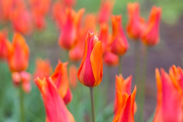 Blumenbeet aus mehrfarbigen Tulpen