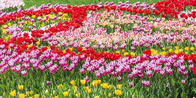 Blumenbeet aus mehrfarbigen Tulpen