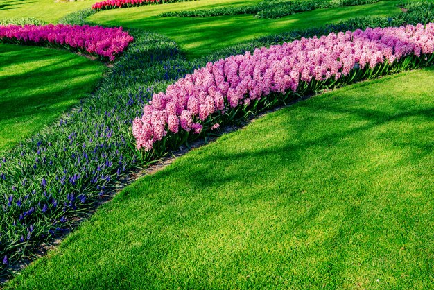 Blumenbeet der Frühlingsblumen im Park