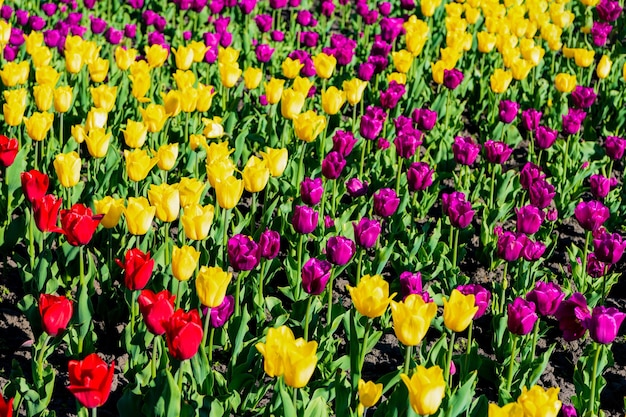 Blumenbeet des hellen Tulpenblumenfeldes mit hellem natürlichem Hintergrund