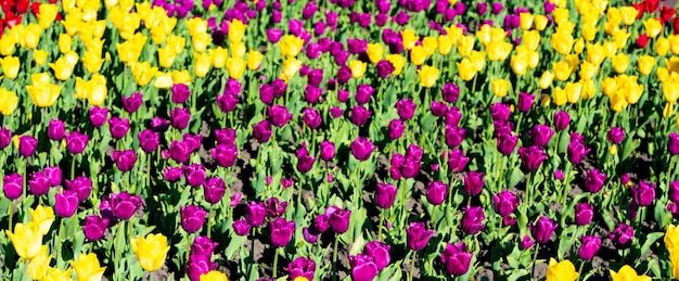 Blumenbeet des Tulpenblumenfeldes mit buntem natürlichem Hintergrund