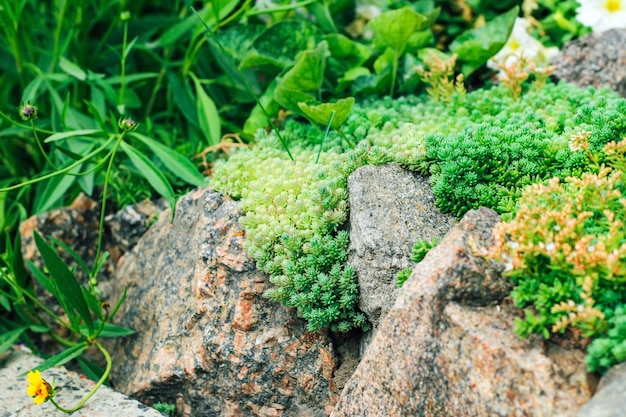 Blumenbeet im Alpenstil mit Steinen und Sukkulenten