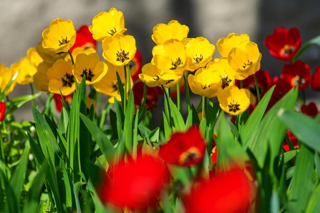 Blumenbeet im ParkxAxA