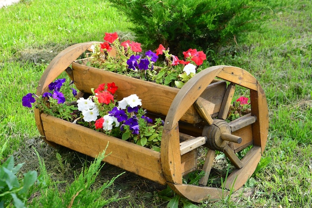 Blumenbeet in Form eines Holzrads mit isolierten Petunienblüten aus nächster Nähe