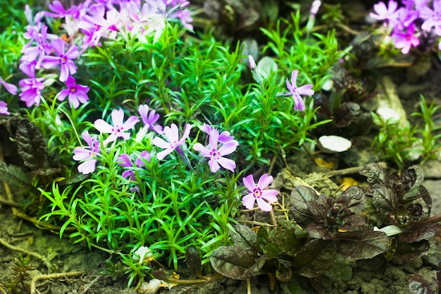 Blumenbeet mit blühenden lila Blüten