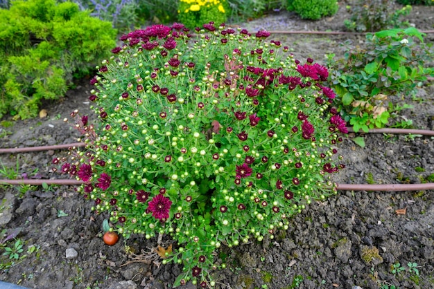 Foto blumenbeet mit blühender chrysantheme burgunder