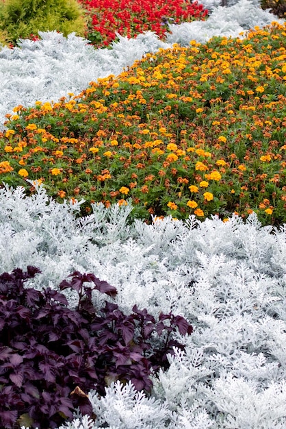 Blumenbeet mit bunten Blumen und Pflanzen in Nahaufnahme