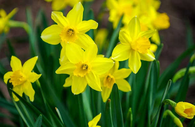 Blumenbeet mit gelben Narzissenblumen, die im Frühjahr blühen