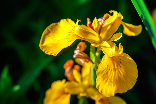 Blumenbeet mit gelber Iris