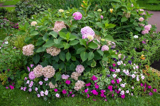 Blumenbeet mit Hortensien und Veilchen selektiver Fokus