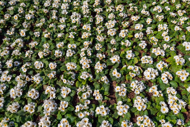Blumenbeet mit Primelblüten