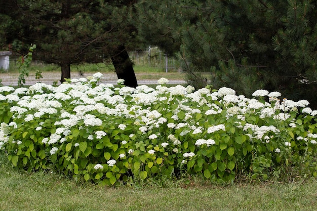 Blumenbeet mit weißen Blumen auf einer Lichtung im Park