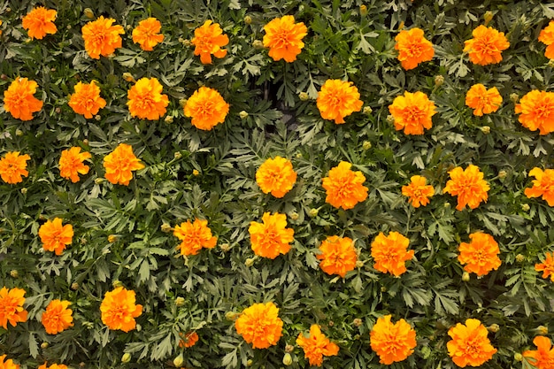 Blumenbeet von Dianthus barbatus Orange