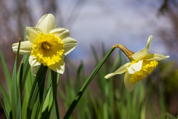 Blumenbeet von Narzissenblüten an einem Frühling sonnigen Tag Nahaufnahme