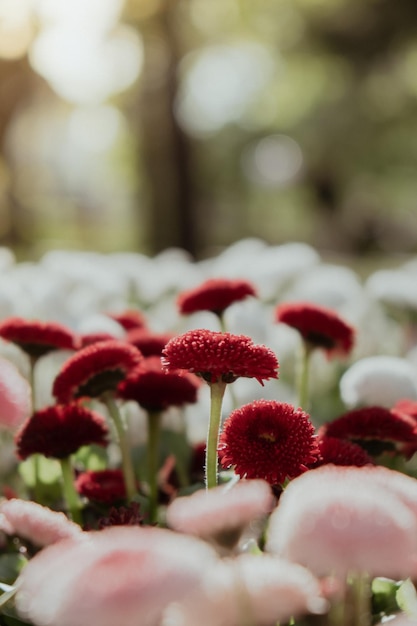 Blumenbeet von schönen bunten Blumen auf grünem Rasen Hintergrundtapete Hintergrund Gruppe