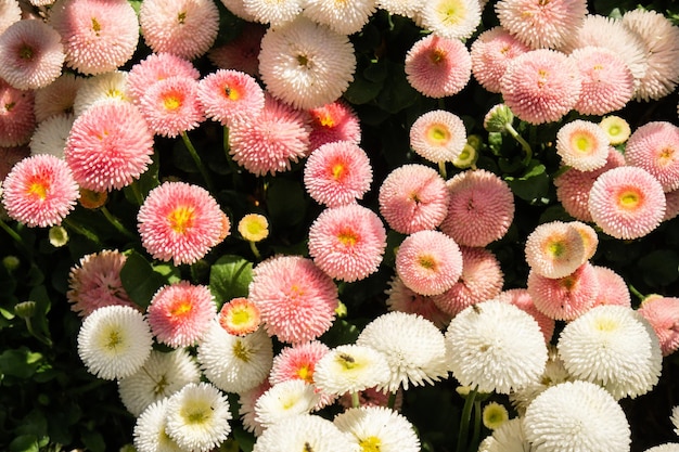 Blumenbeet von schönen bunten Blumen auf grünem Rasenhintergrundtapetenhintergrund