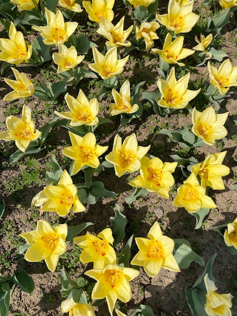 Blumenbeet von Yellow Tulipa tarda