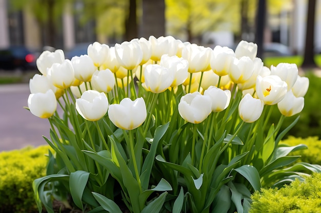 Blumenbett mit hellen und wunderschönen weißen Tulpen