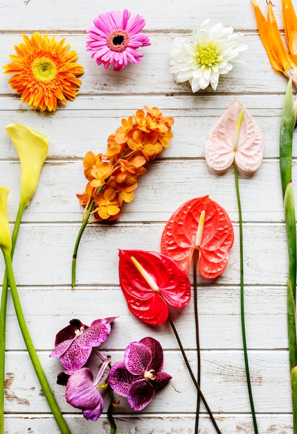 Blumenblätterromantische Dekorations-Frische üppig