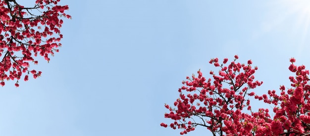 Blumenblüte im Frühjahr gegen den blauen Himmel