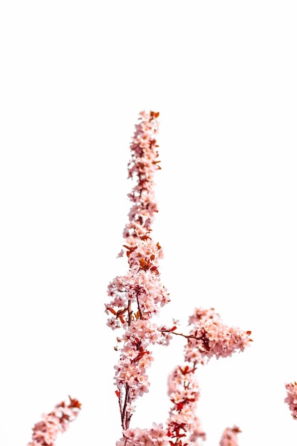 Foto blumenblüte im frühjahr rosa blumen als naturhintergrund